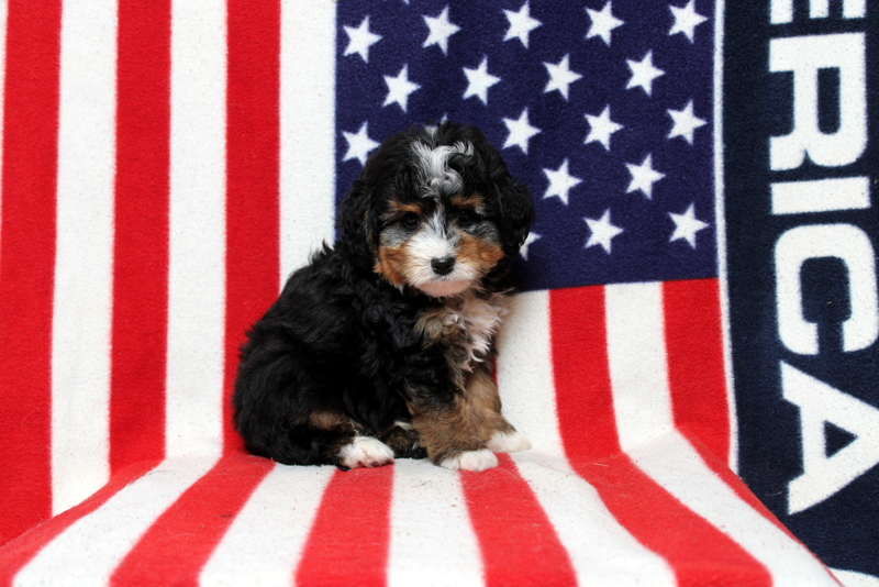puppy, for, sale, Mini Bernedoodle, Matthew B. Stoltzfus, dog, breeder, Gap, PA, dog-breeder, puppy-for-sale, forsale, nearby, find, puppyfind, locator, puppylocator, aca